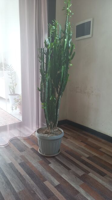 эпифиллум лесной кактус: Кактус
1.30