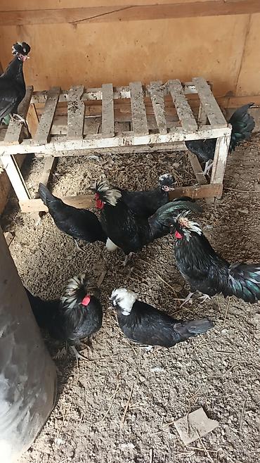 Toyuqlar: Toyuq, Damazlıq, Rayonlara çatdırılma — 6