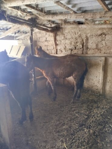 Лошади, кони: Продаю | Жеребенок | Для разведения — 5