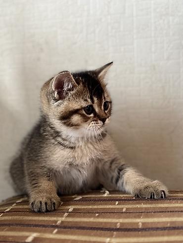 Pişiklər: British tipli pişik balaları - Cins: British Shorthair (şəkillərdə — 8
