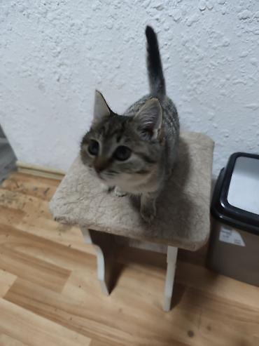 кошка белая: Котенок в хорошие руки отдаю потому что водворе собака Пит и он ее — 5