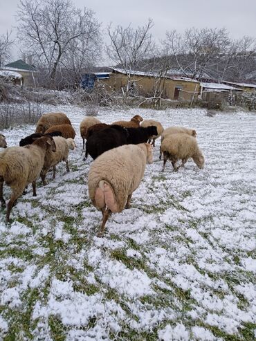 Qoyunlar, qoçlar: Dişi, il: 2, 80 kq, Damazlıq — 12