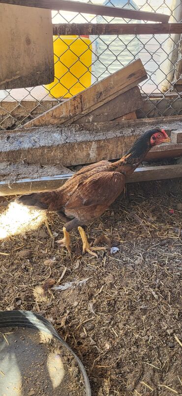 Xoruzlar: Xoruz, Heyratı, il: 1, Ünvandan götürmə — 11