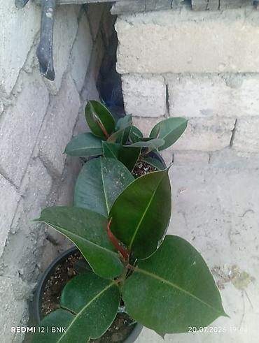 limon yolka ağacı: Fikus elastika (rezin ağacı) – qapalı məkan üçün dekorativ bitki - — 4