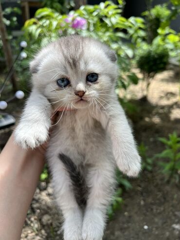 кошка белый: Скотиш Фолд (Шотландская вислоухая), 1 месяц, Мальчик, Серебристая шиншилла, Приучена к лотку, Проглистована