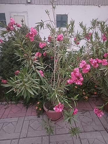 Олеандр в кадке, розово-махровый сорт 5000 за один горшок всего есть