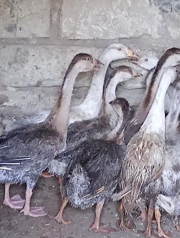 rakuşka satışı: Erkək, | Linda, Damazlıq, Ünvandan götürmə — 8