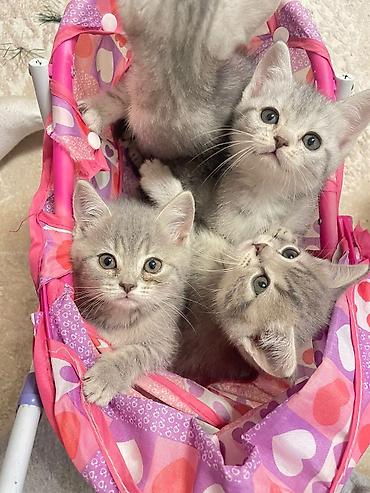 Pişiklər: Fars — 2