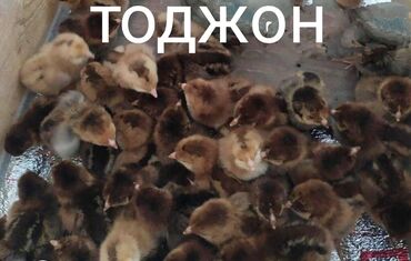 захоронение животных: Суточные цыплята породы тоджон, кученская юбилейная и борковская