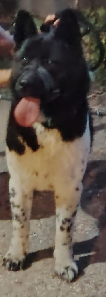 alman itleri: Akita-inu, 2 il, Erkək, Cütləşmə üçün, Pulsuz çatdırılma — 4