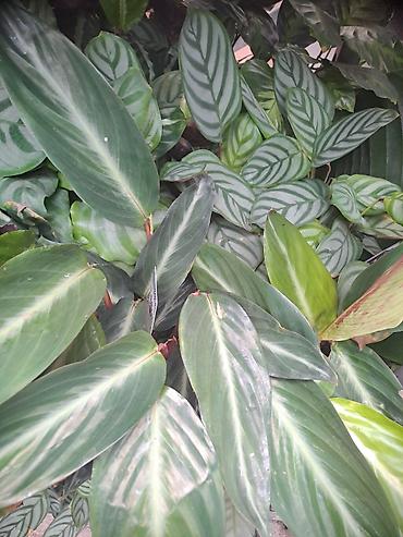 moringa cena: Calathea Stromanthe, lepa, kvalitetna biljka — 3