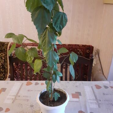 Otaq bitkiləri: Sansivyera bitkisi 5 gövdəlidir dibçəyin biri 20 — 3