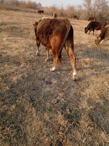 Коровы, быки: Продаю | Бык (самец) | Швицкая | Для разведения, На откорм | Осеменитель — 7