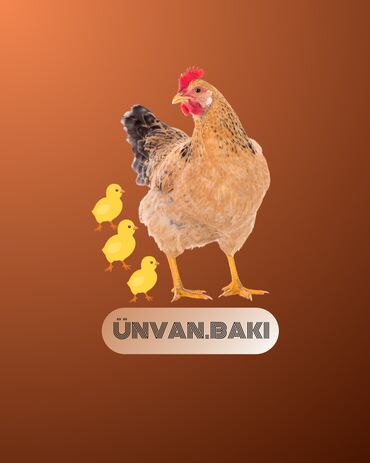 купить хамелеона в баку: ÜNVAN BAKI SİFARİŞLƏR ÖNCƏDƏN GÖTÜRÜLÜR BÜTÜN NÖV HEYVANLAR VAR TOYUQ