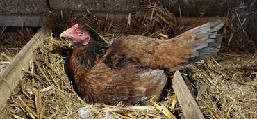 Xoruzlar: Xoruz, Heyratı, il: 1, Ünvandan götürmə