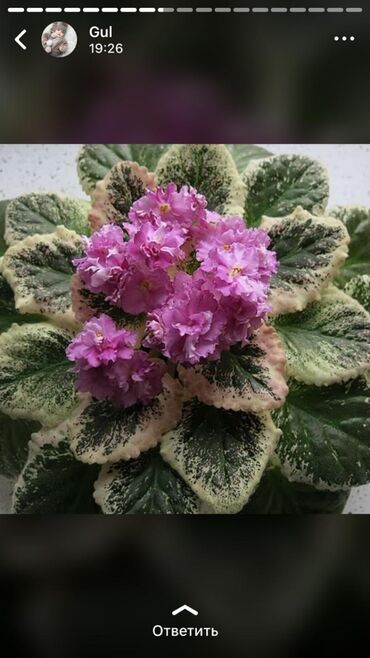 Otaq bitkiləri: Fialka startiorlari 4 azn — 9