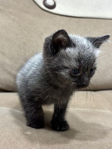 Pişiklər: Britan — 10