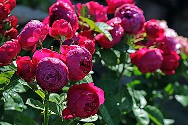 Другие садовые цветы и кустарники: Предлагаем саженцы роз разного возрастаплетистые,кустовые,цены — 7