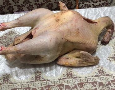 манго цена бишкек: Продаю индюков 500сом кг