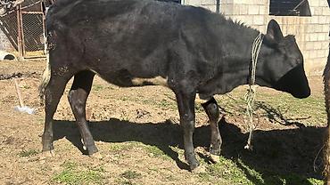 Коровы, быки: Продаю | Тёлка | Симментальская | На забой, Для разведения, Для молока | Племенные, Не стельные, Искусственник — 15