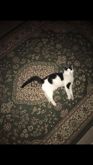 Отдам даром кошку: 1 год, Девочка — 3