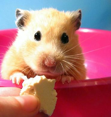 hamster kombat voucher: ПРОДАЮ ДЖУНГАРСКИХ И СИРИЙСКИХ ХОМЯЧКОВ,А ТАК ЖЕ — 1