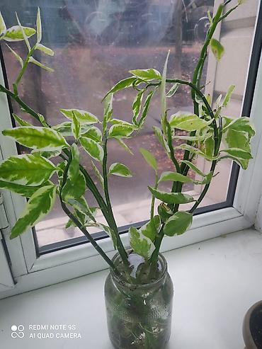 Другой декор и предметы интерьера: Распродажа Денежное дерево, толстянка, Поливать 1-2 раза в неделю — 30