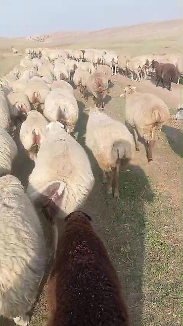 at satışı gəncə: Dişi, il: 1, Damazlıq, Pulsuz çatdırılma — 8