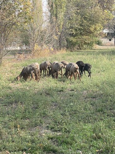 продажа кукурузы в початках: Сатам | Ургаачы кой (ургаачы), Козу | Арашан, Гиссар, Аргын | Көбөйтүү үчүн, Жүн үчүн, Союуга | Ургаачы, Токту