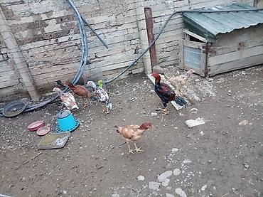 ördək balası haqqında məlumat: Toyuq, Yumurtalıq — 2
