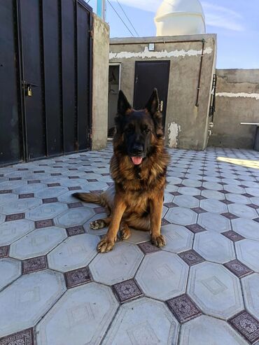 британские котята купить: Alman çoban iti, 4 il, Dişi, Cütləşmə üçün, Ünvandan götürmə lalafo.az -da британские котята купить: Alman çoban iti, 4 il, Dişi, Cütləşmə üçün, Ünvandan götürmə