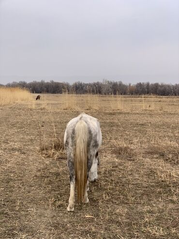 Лошади, кони: Продаю | Кобыла (самка) | Рабочий — 6