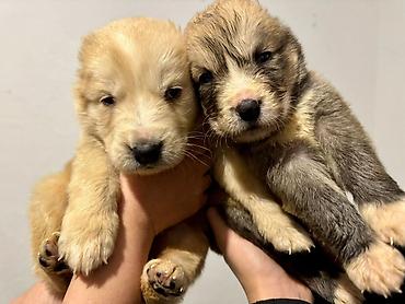 Продажа собак: Щенки Алабая (разные окрасы) - Возраст: около 4-5 недель на фото - — 2