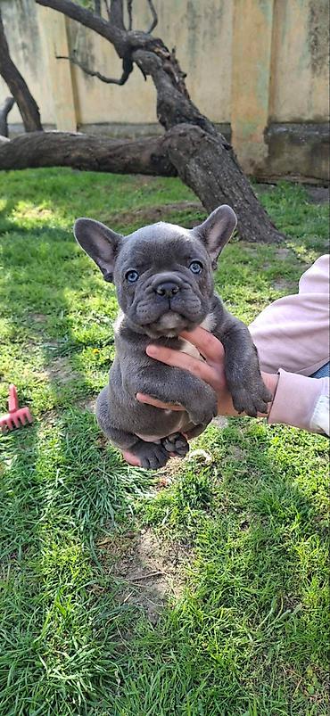 Psi: Francuski buldozi, rodjeni 4.3.2026, sky blue, vakcinisani uskoro — 9