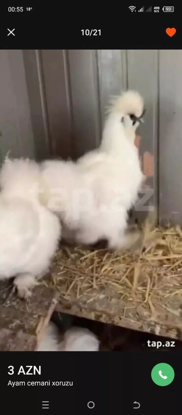 Xoruzlar: Tek 100 ayam zemani cut 200m .qap — 11