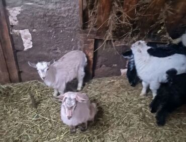 Keçi, çəpiş: Salam ZANEN KECİLƏRİMİZ SATİŞDA İCLƏRİNDƏ ALPENDE VAR ONLARIN QİYMƏTİ — 11