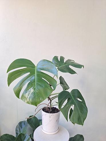 цветок монстеру: Монстера альба (variegata) - Растение в активном росте, с выраженной — 1