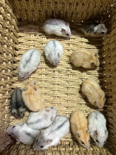 хомяк домашний купить: Хомячки домашние ручные