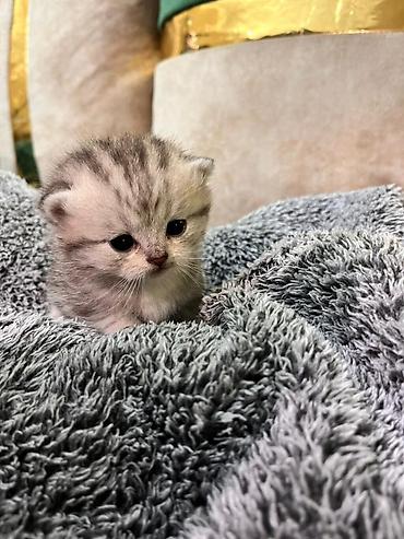 Pişiklər: Şotland, Erkək, Dişi — 25