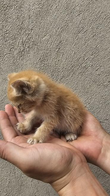 Кошки: Кошка даром: Беспородная, 3 месяца, Девочка, Приучена к лотку — 5