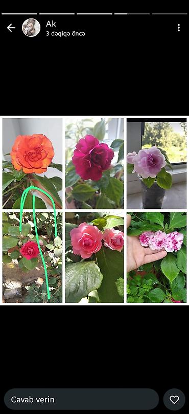 ucuz gul: Otaq gülləri – kolleksiya sortları - Impatiens (balsamin) – — 1