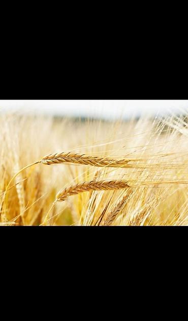ит бишкек: Продаю🌾 ячмень арпа! — 1