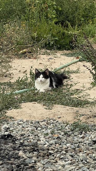 кобыла на забой: Кошка — черно-белая
Возраст : 1 год — 1