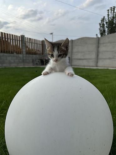 Продажа кошек: Отдам котят в добрые руки, котята приучены к лотки, кушают влажный и — 4