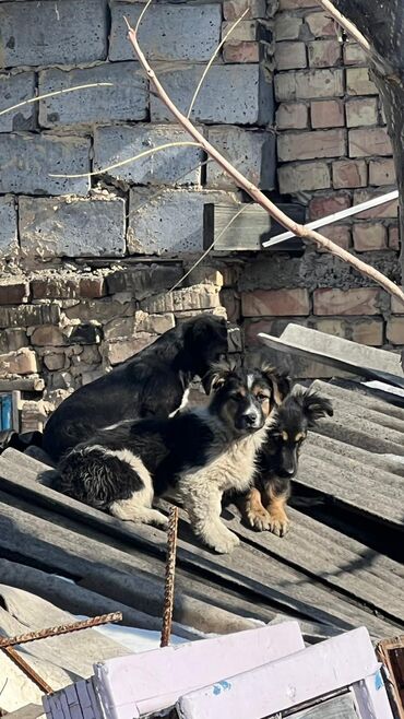 ветеринар в бишкеке: По просьбе ⬇️⬇️⬇️ Срочно! В центре города живут на парковке 3 щенка