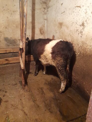 теленки или телята купить: Продаю | Музоо, торпок | Полукровка | На откорм | Привязанные