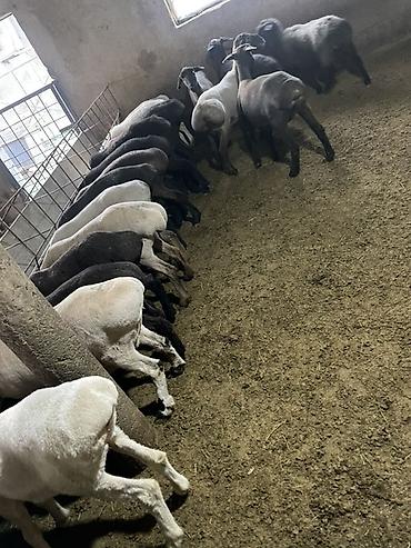 Баран, овца: Продаю | Овца (самка), Ягненок, Баран (самец) | На забой | Кастрированные — 2
