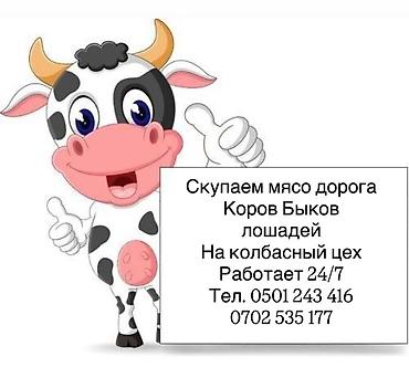 живой корм: Колбасный цех : Коровы, быки, | Круглосуточно — 1