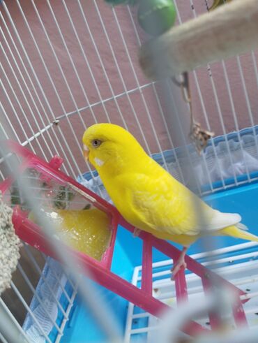 кошки в добрые руки: Rəngli günəş kimi papuqay satılır!!! Çox ağıllı mehriban və insanla