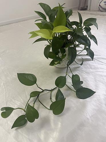 плющ комнатный: Плющеподобные лианы эпипремнум (Pothos/Scindapsus) в горшках. - Два — 6
